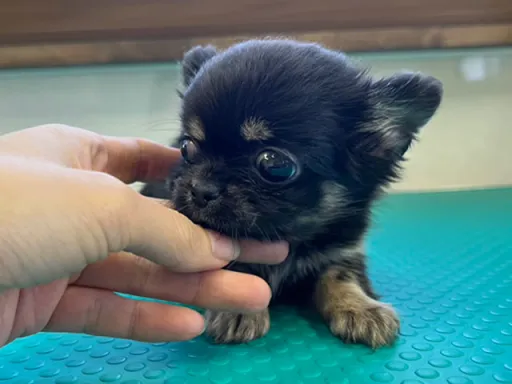 チワワの子犬販売