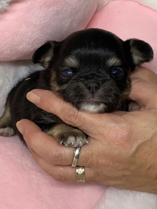 チワワの子犬販売