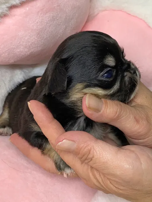 チワワの子犬販売