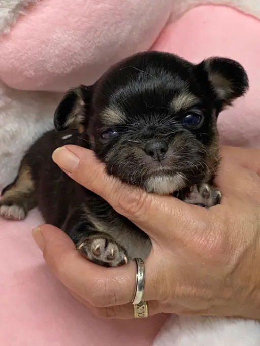 チワワの子犬販売
