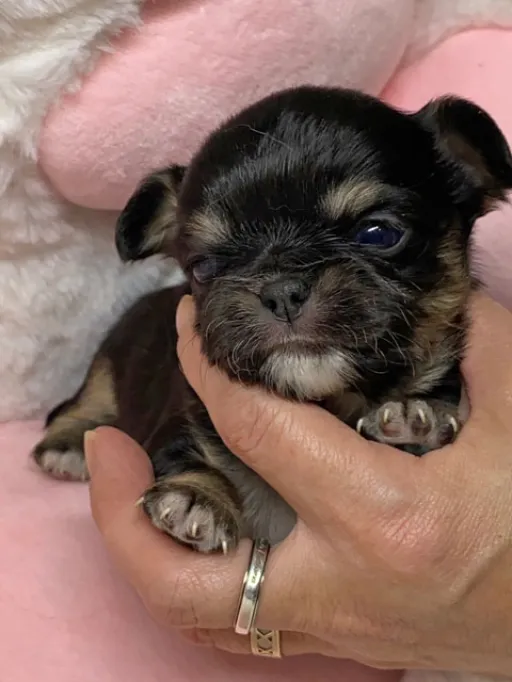 チワワの子犬販売