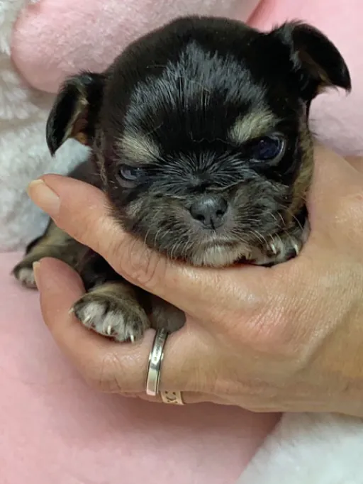 チワワの子犬販売