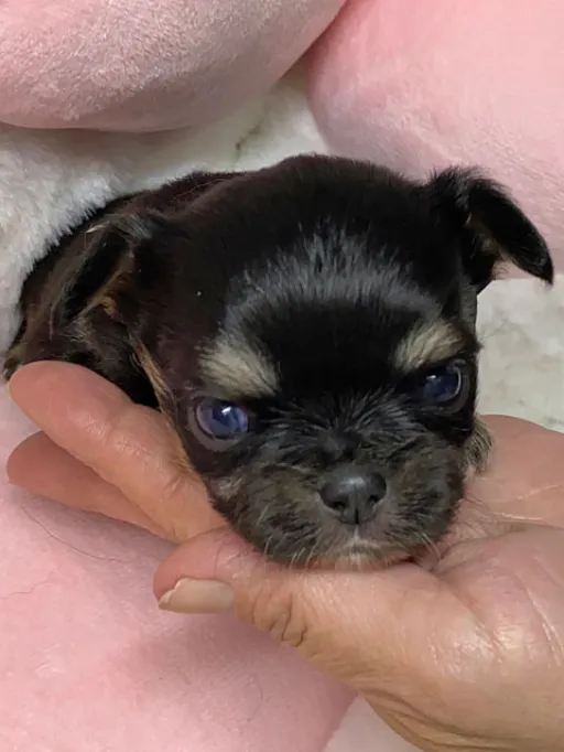 チワワの子犬販売