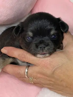 チワワの子犬販売