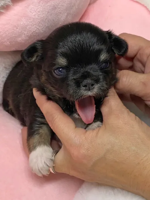 チワワの子犬販売