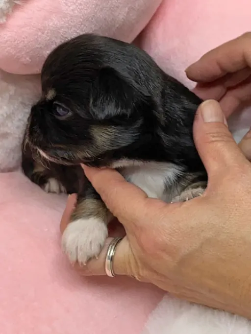 チワワの子犬販売