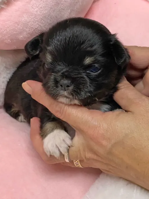 チワワの子犬販売