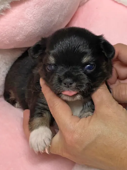 チワワの子犬販売