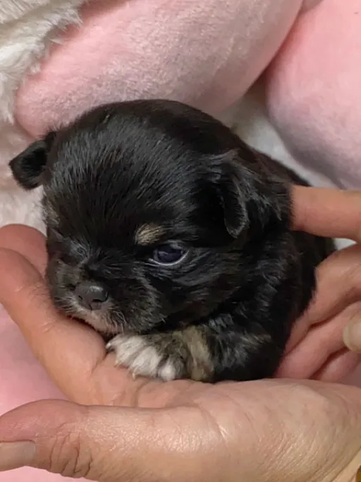チワワの子犬販売