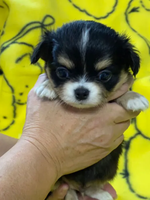 チワワの子犬販売