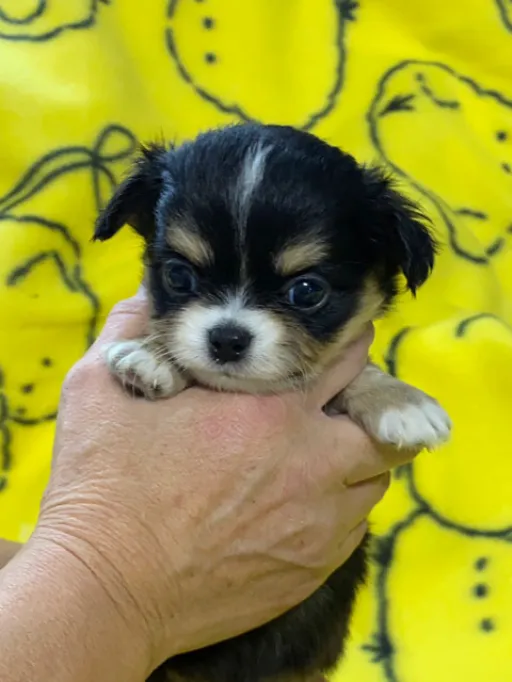 チワワの子犬販売