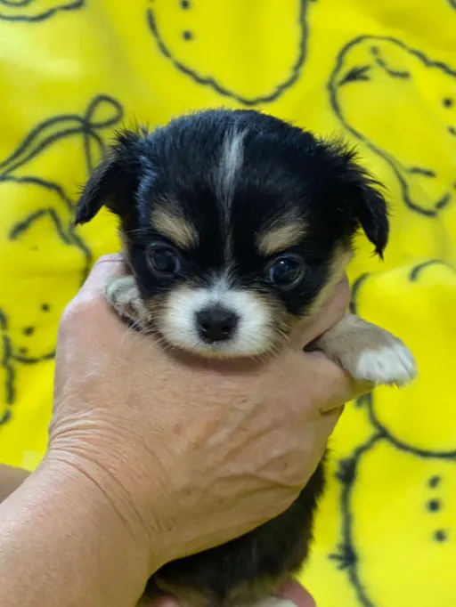 チワワの子犬販売