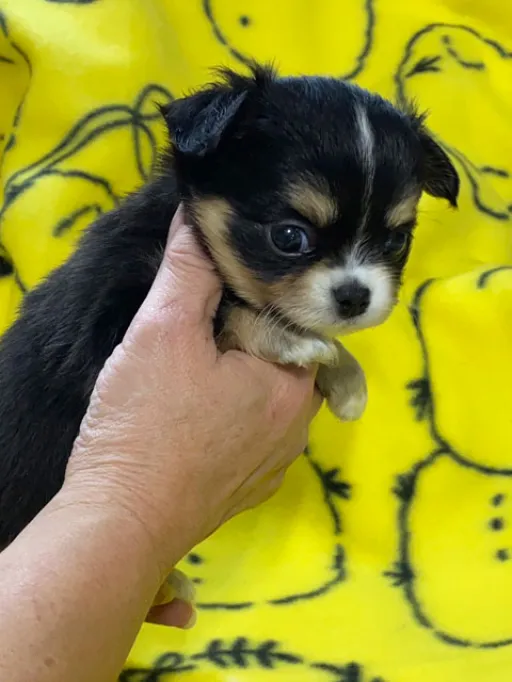 チワワの子犬販売