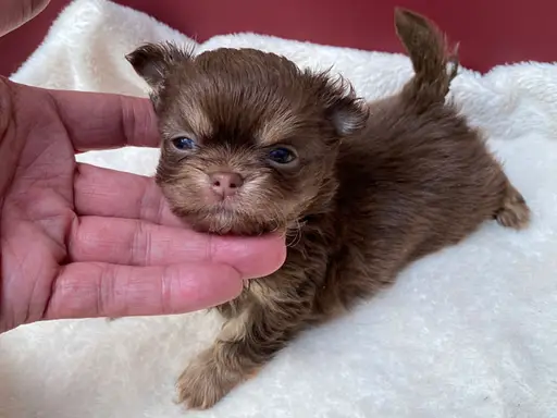 チワワの子犬販売