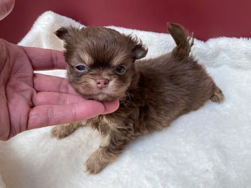 チワワの子犬販売