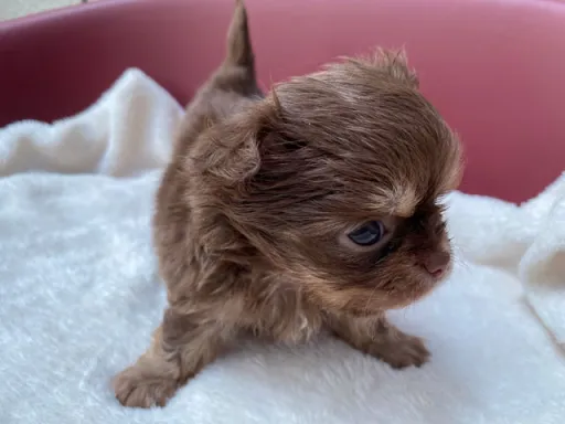 チワワの子犬販売
