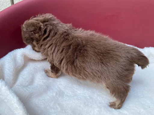 チワワの子犬販売