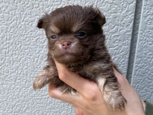 チワワの子犬販売
