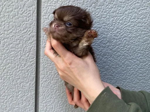 チワワの子犬販売