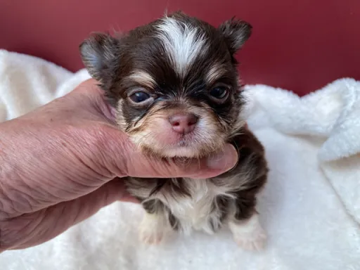 チワワの子犬販売