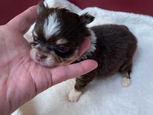チワワの子犬販売