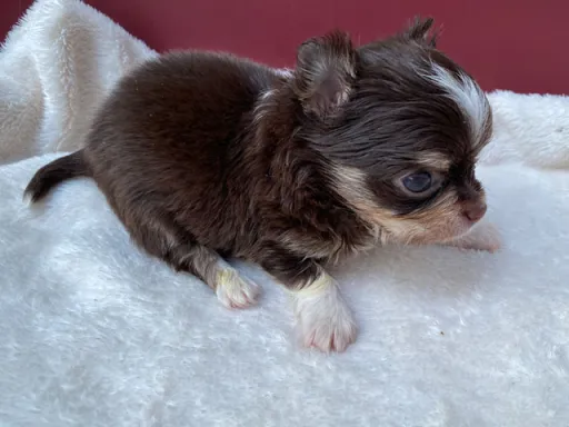 チワワの子犬販売
