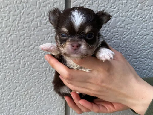 チワワの子犬販売