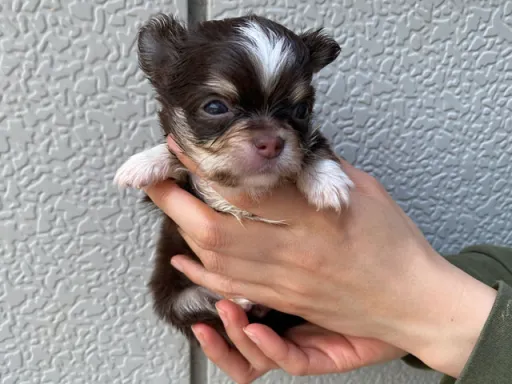 チワワの子犬販売