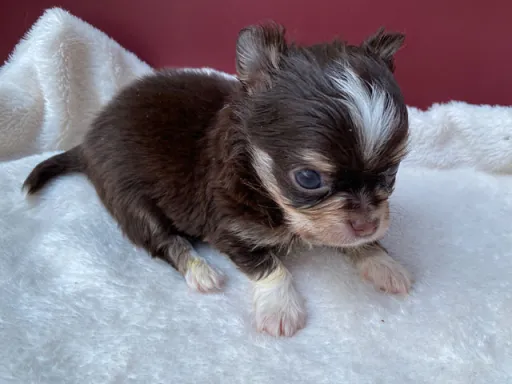 チワワの子犬販売