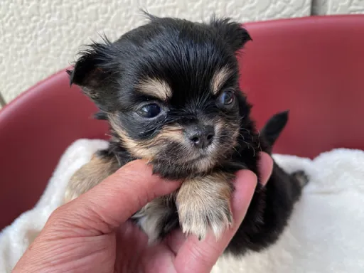 チワワの子犬販売