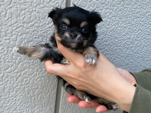 チワワの子犬販売