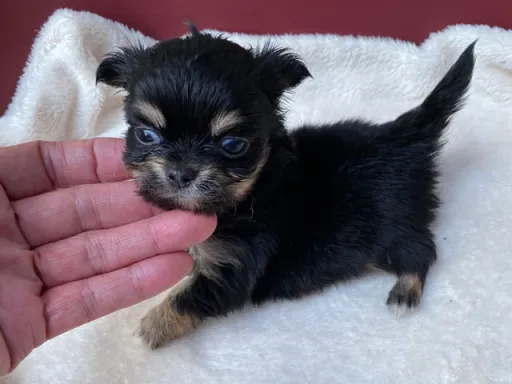 チワワの子犬販売