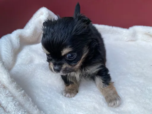 チワワの子犬販売
