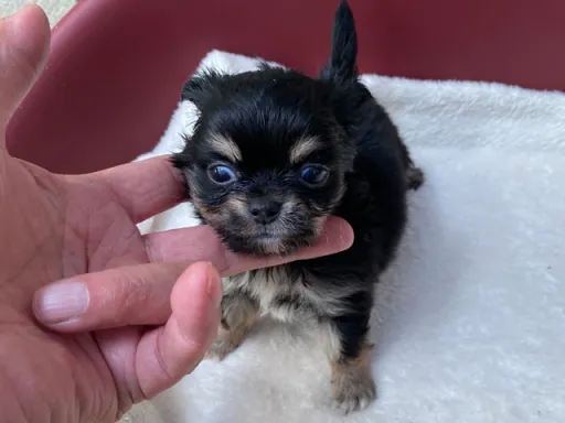 チワワの子犬販売