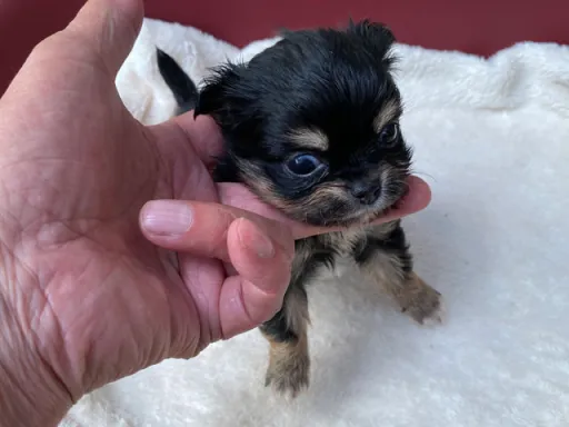 チワワの子犬販売
