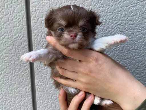 チワワの子犬販売