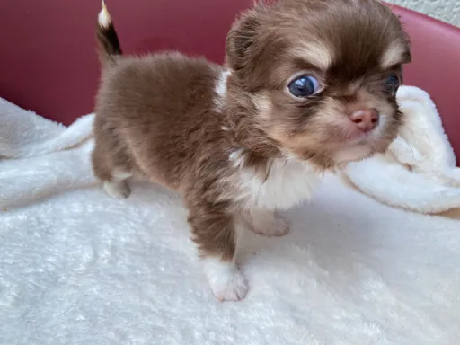 チワワの子犬販売
