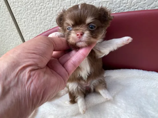 チワワの子犬販売