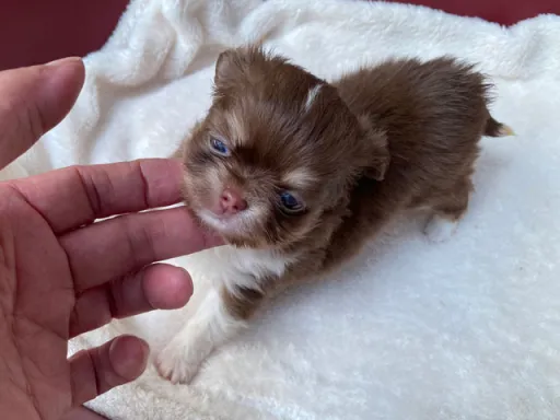 チワワの子犬販売