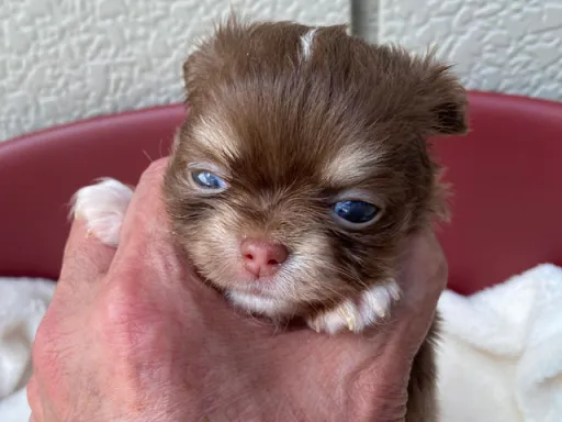 チワワの子犬販売