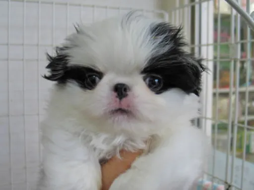 狆(ちん)の子犬販売