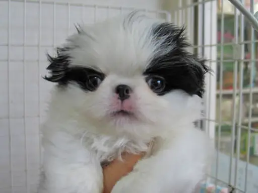 狆(ちん)の子犬販売