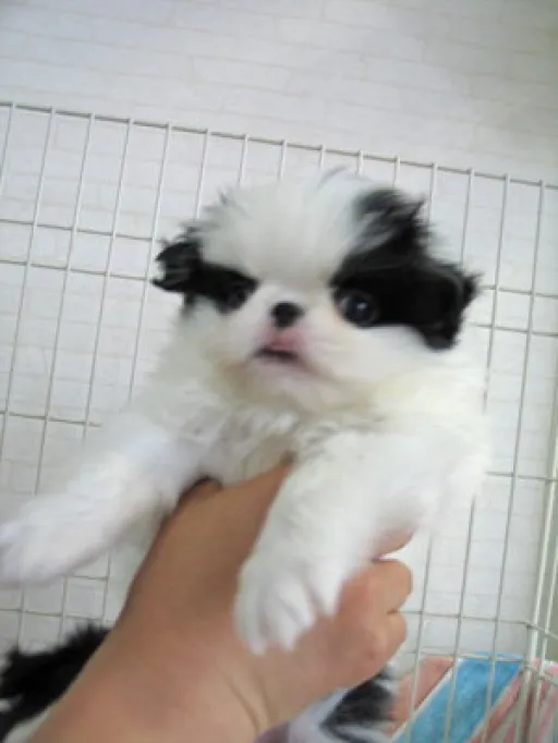 狆(ちん)の子犬販売