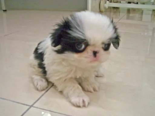 狆(ちん)の子犬販売