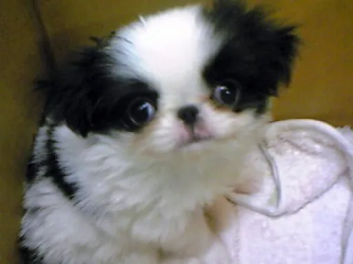 狆(ちん)の子犬販売