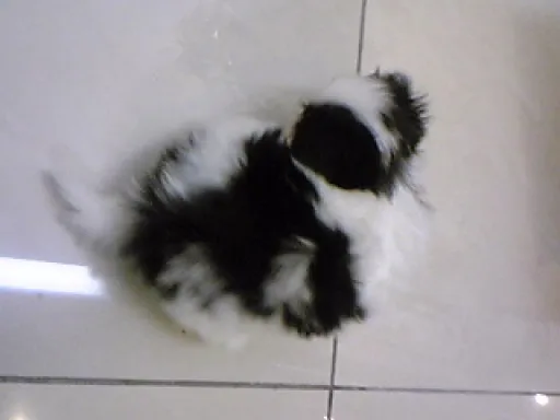 狆(ちん)の子犬販売