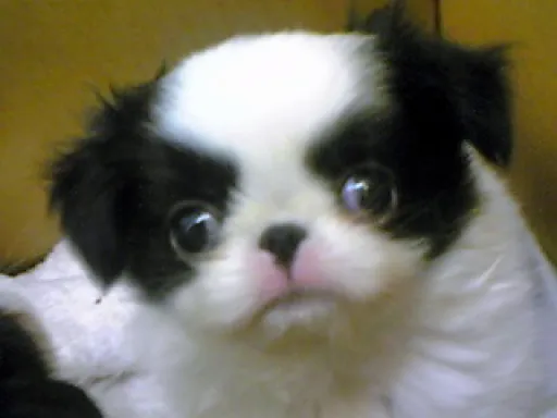 狆(ちん)の子犬販売