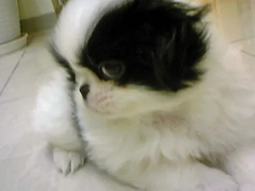 狆(ちん)の子犬販売