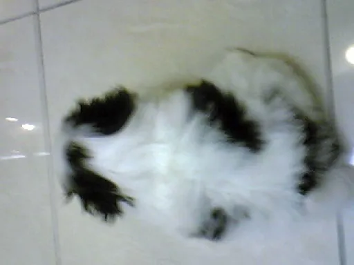 狆(ちん)の子犬販売