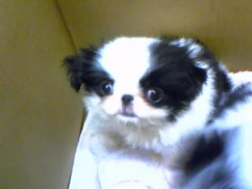 狆(ちん)の子犬販売